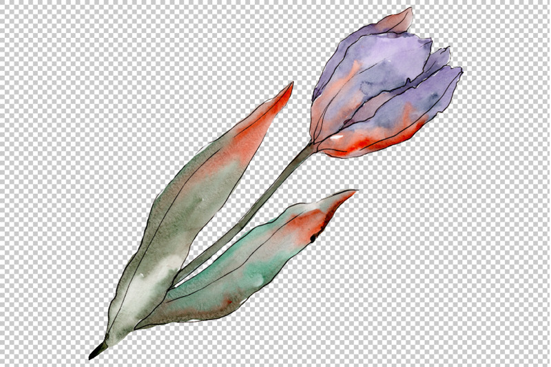 flowers-tulips-fiery-hello-watercolor-png