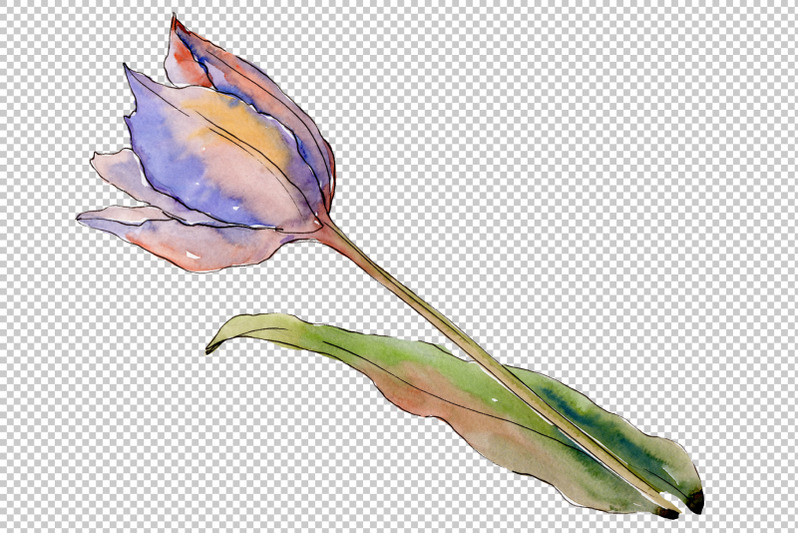 flowers-tulips-fiery-hello-watercolor-png