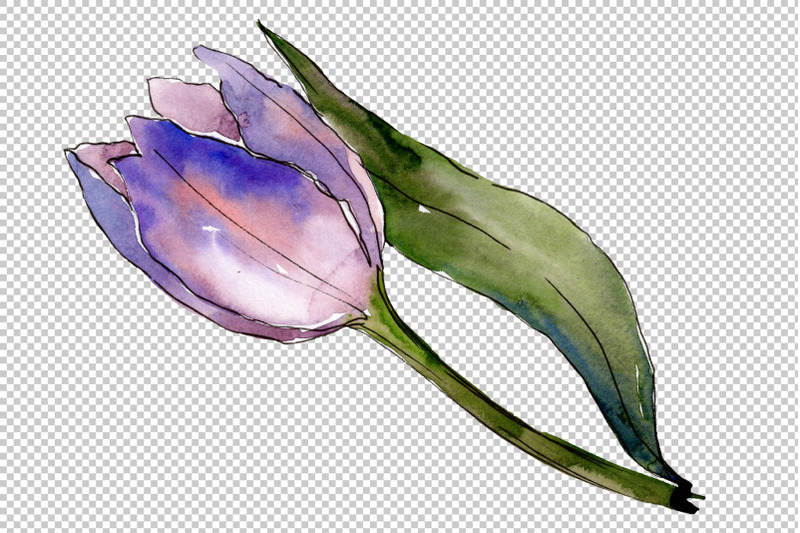 bouquet-with-tulips-diodorus-watercolor-png