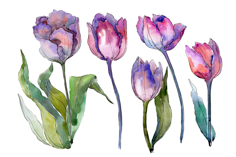 bouquet-with-tulips-diodorus-watercolor-png