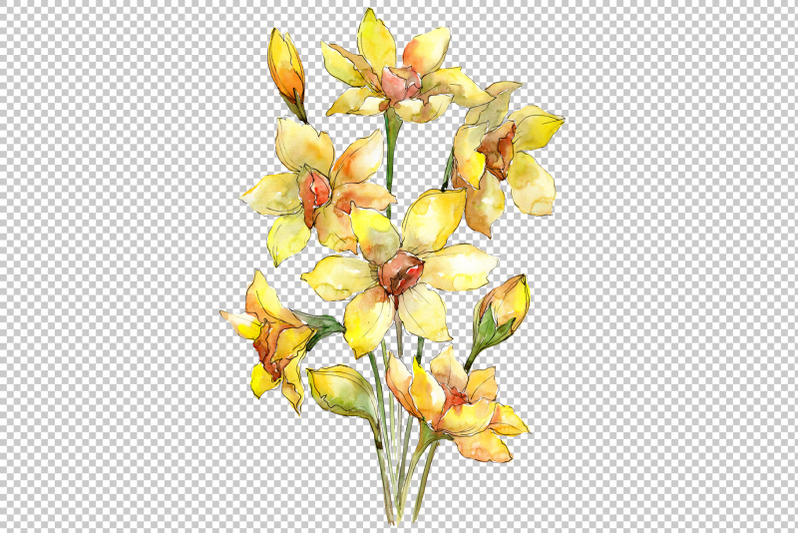 bouquet-of-narcissus-yellow-flower-watercolor-png