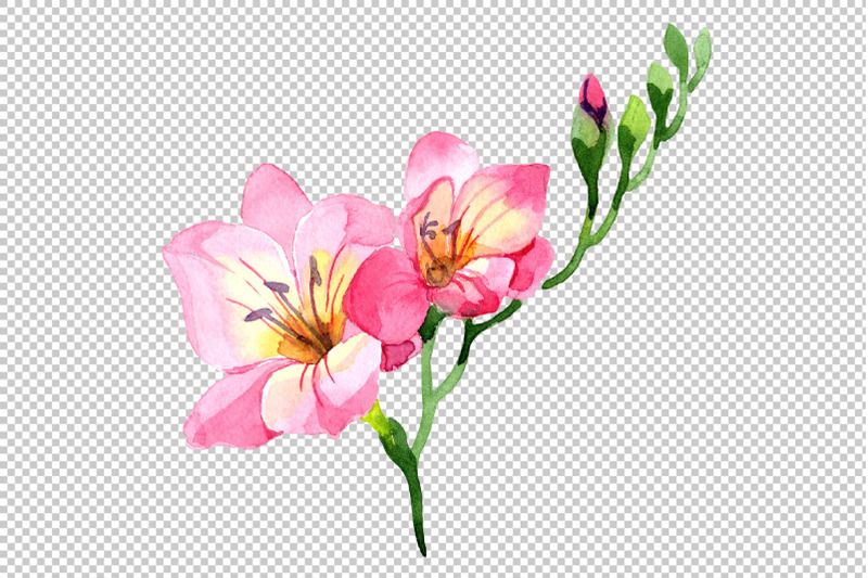 pink-freesia-flower-watercolor-png