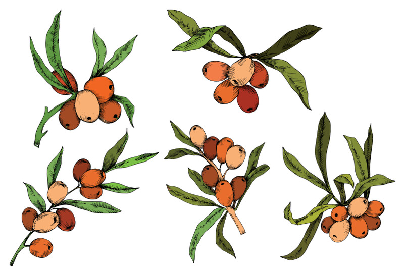 vector-color-hippophae