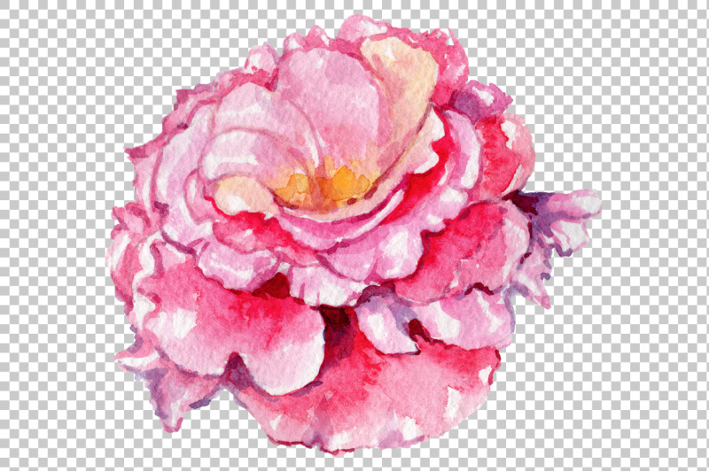 pink-rose-strength-of-love-watercolor-png