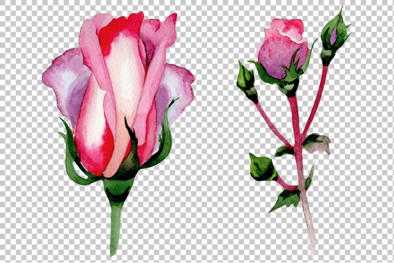 pink-rose-good-morning-watercolor-png