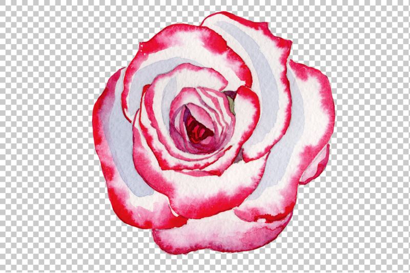 pink-rose-good-morning-watercolor-png