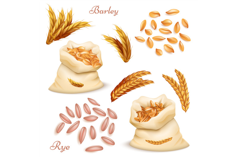 agricultural-cereals-barley-and-rye-vector-set-realistic-grains-and