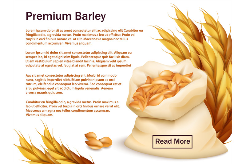 realistic-barley-ears-and-grains-isolated-on-white-background-premiu