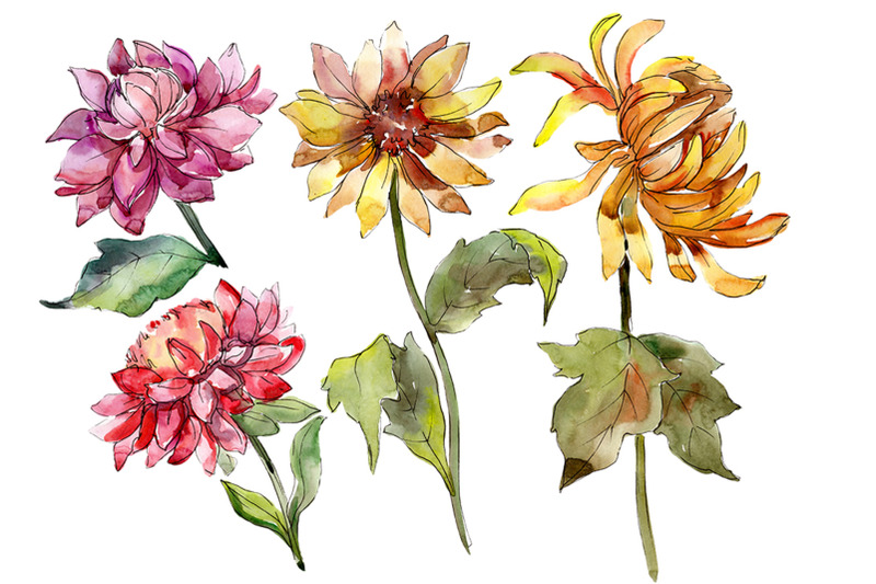 bouquet-of-asters-and-daisies-watercolor-png