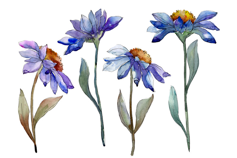 bouquet-blue-of-asters-and-daisies-watercolor-png