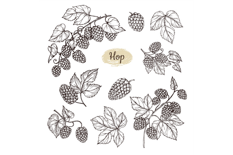 hop-plant-branch-with-leaves-and-lump-of-hops-in-engraving-style-beer