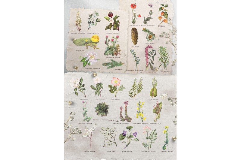 vintage-botanical-set-cornucopia