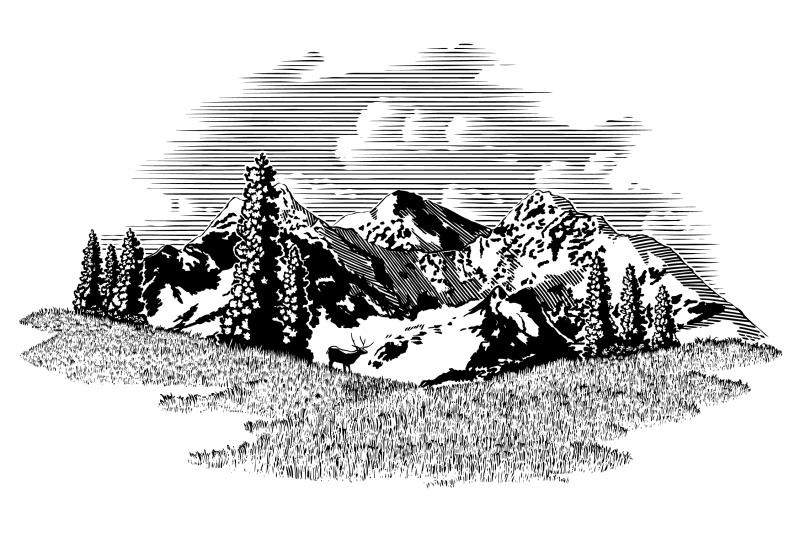 mountain-elk-scene