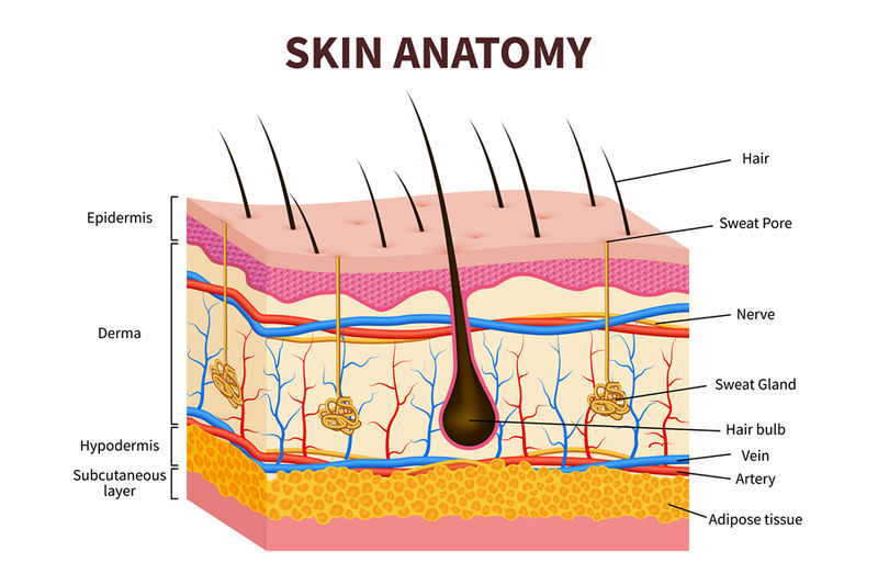 human-skin-layered-epidermis-with-hair-follicle-sweat-and-sebaceous