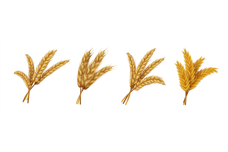 realistic-wheat-ears-and-grains-of-organic-rye-spike-and-oat-farming