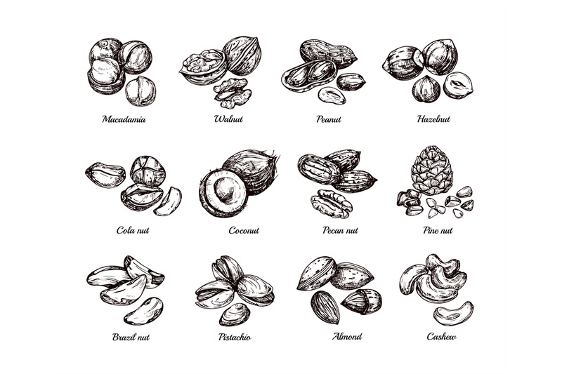 hand-drawn-nuts-and-seeds-doodle-sketch-peanut-hazelnut-and-cashew-i