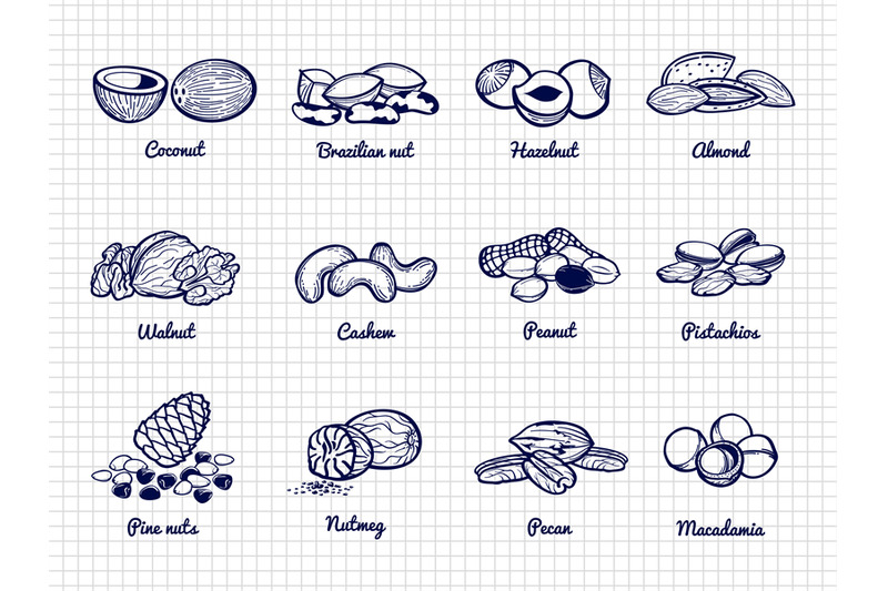 nuts-sketch-hand-drawn-popular-nuts-vector-set
