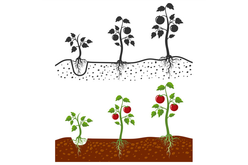 tomato-plant-with-roots-vector-growing-stages-cartoon-style-and-silh