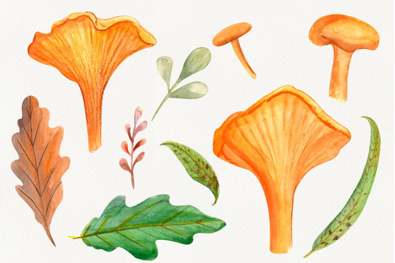 chanterelles-mushrooms-watercolor-forest-clipart