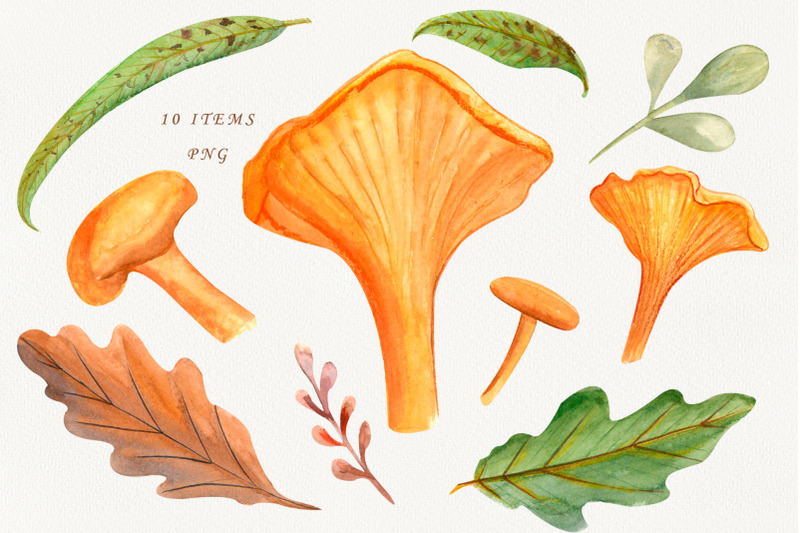 chanterelles-mushrooms-watercolor-forest-clipart