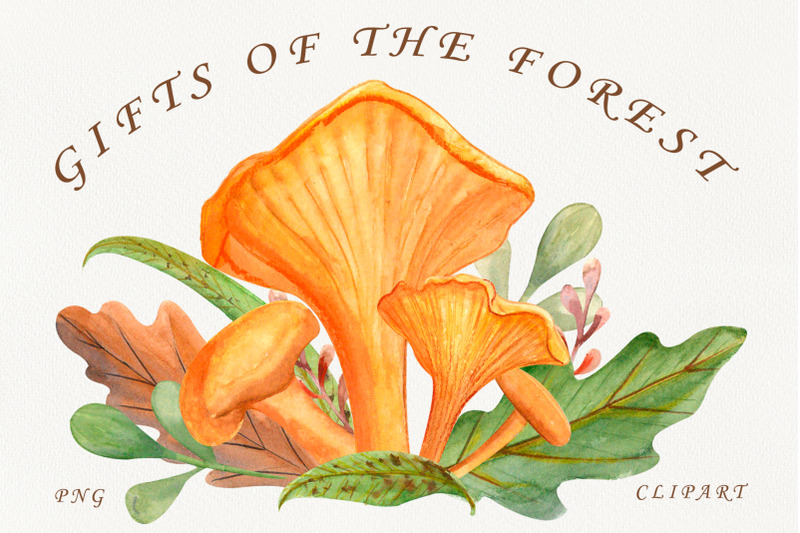 chanterelles-mushrooms-watercolor-forest-clipart