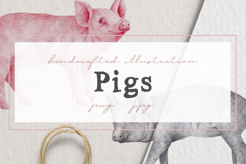 hand-drawn-pigs-illustrations