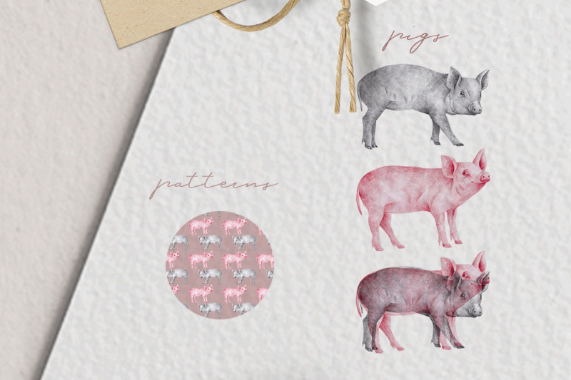 hand-drawn-pigs-illustrations