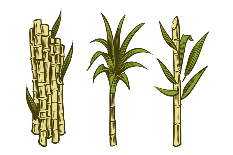 sugar-cane-plants-isolated-on-white-background