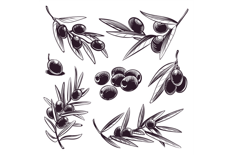 hand-drawn-olive-tree-brunches-with-olives-and-leaves-vintage-sketch