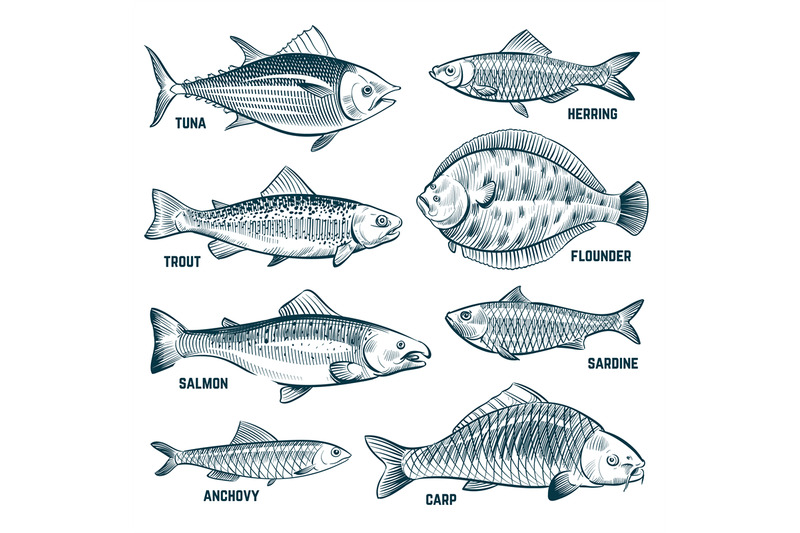 sketch-fishes-trout-and-carp-tuna-and-herring-flounder-and-anchovy