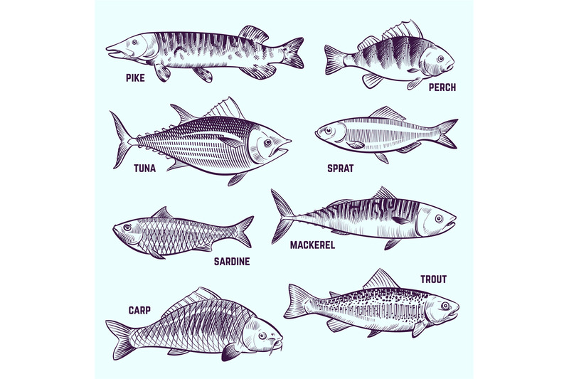 hand-drawn-fishes-restaurant-menu-seafood-salmon-tuna-and-mackerel