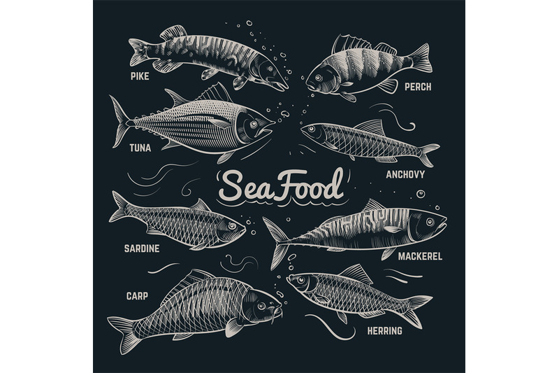 sketch-fishes-seafood-herring-trout-flounder-carp-tuna-sprat-han
