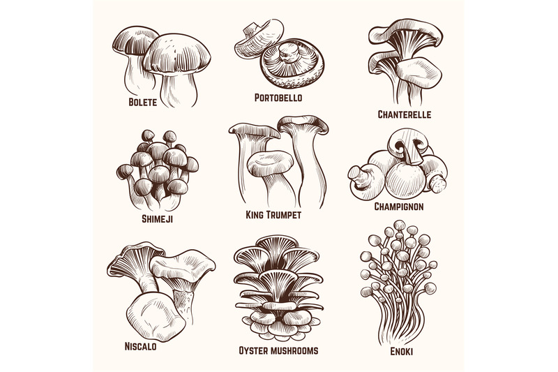sketch-mushrooms-autumn-edible-mushroom-healthy-food-vintage-engraved