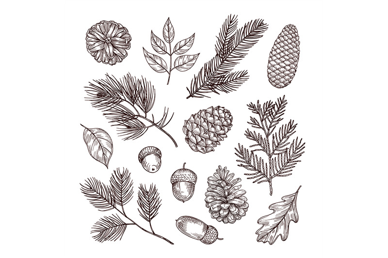 sketch-fir-branches-acorns-and-pine-cones-christmas-winter-and-autu