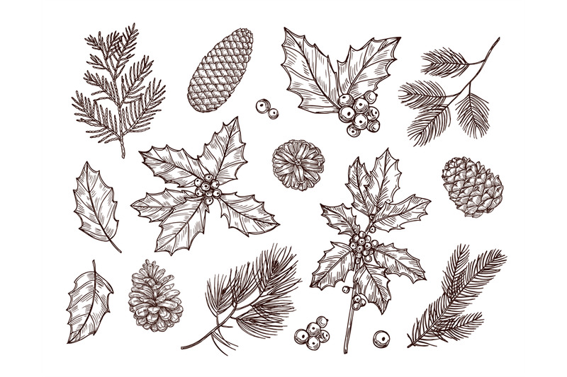 christmas-plants-sketch-fir-branches-pine-cones-and-holly-leaves-wit