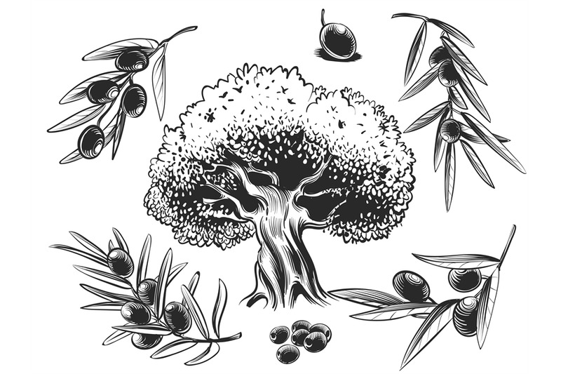 big-olive-tree-and-olives-branches-hand-sketched-set