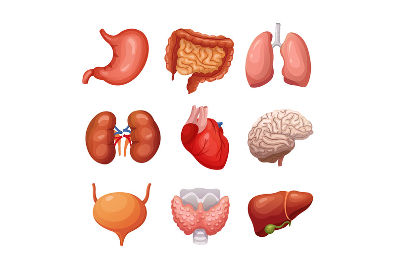 human-internal-organs-stomach-and-lungs-kidneys-and-heart-brain-and