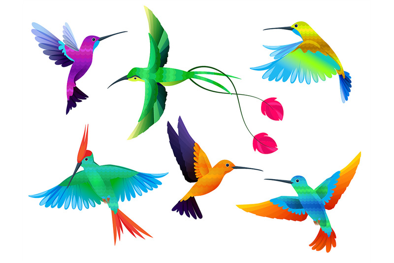 tropical-birds-hummingbirds-toucan-colored-parrot-exotic-birds-zoo-ca
