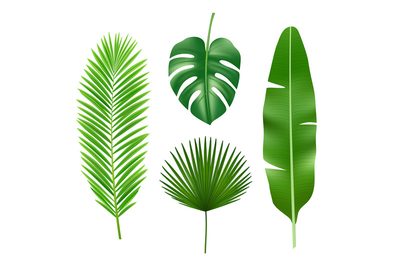 tropical-leaves-jungle-green-plant-nature-realistic-vector-element