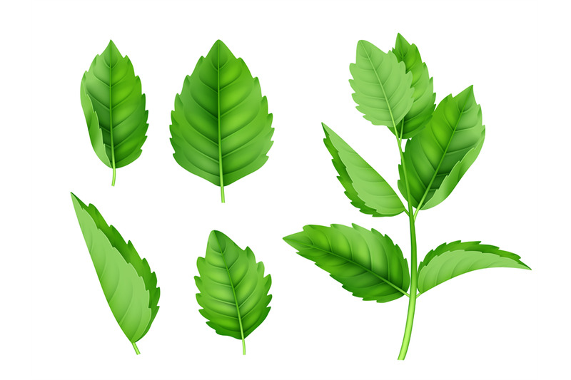 mint-leaves-menthol-spearmint-fresh-smell-nature-product-vector-reali