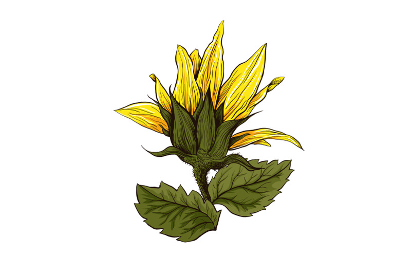 Free Free 163 Sunflower Design Svg SVG PNG EPS DXF File