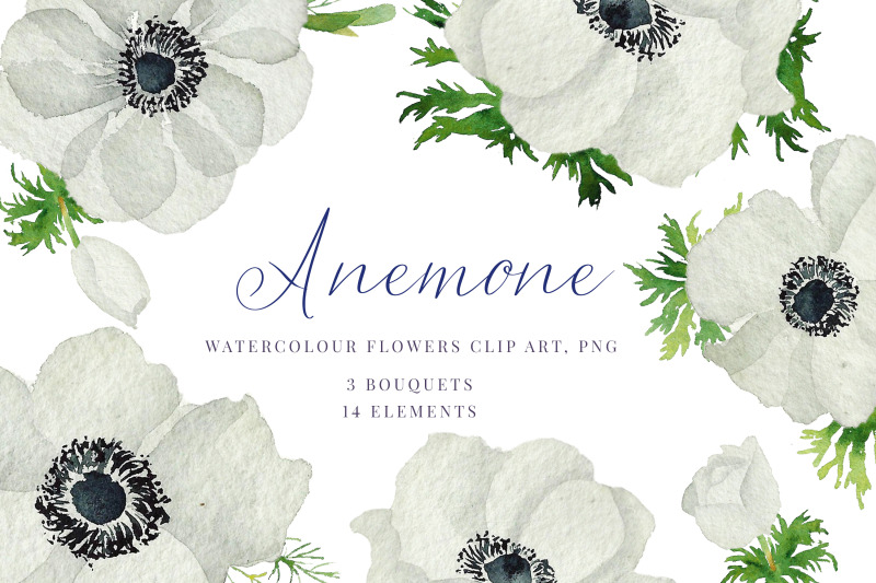 watercolour-anemone-white-blue-anemones-wedding-clipart