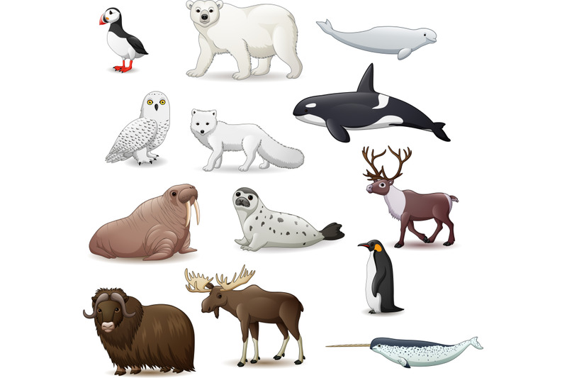 arctic-animals-collection