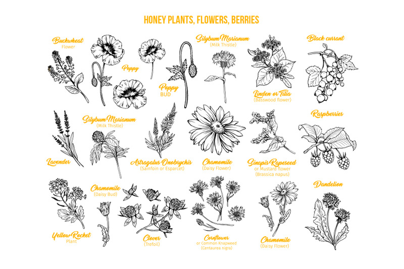 honey-plants-engraving-collection