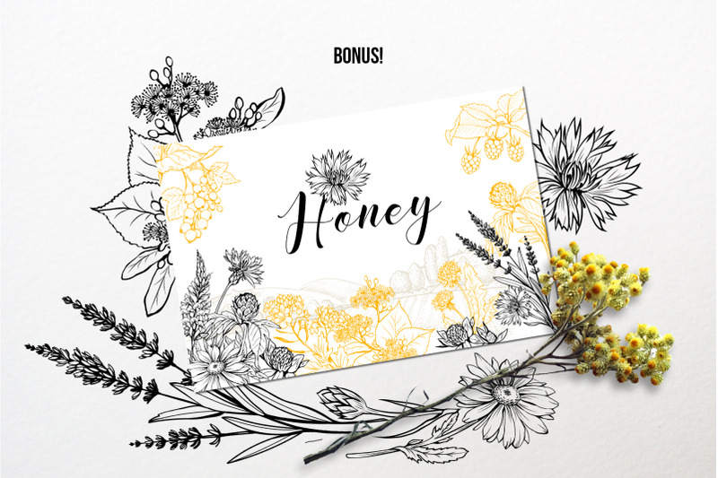 honey-plants-engraving-collection