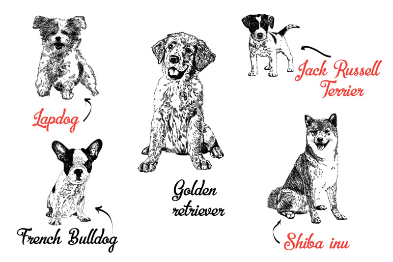 eleven-different-breeds-of-dogs-vector-set