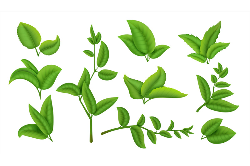 realistic-tea-leaves-and-branches-green-plants-and-herbs-isolated-on