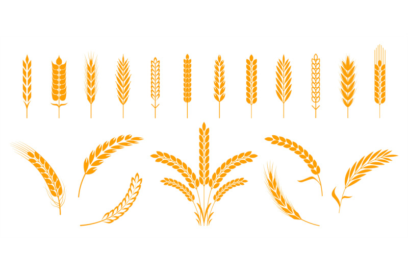 wheat-and-rye-ears-barley-rice-grains-and-elements-for-bear-logo-or-o