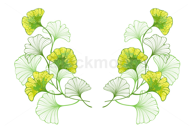 symmetrical-pattern-of-colorful-leaves-of-ginko-biloba