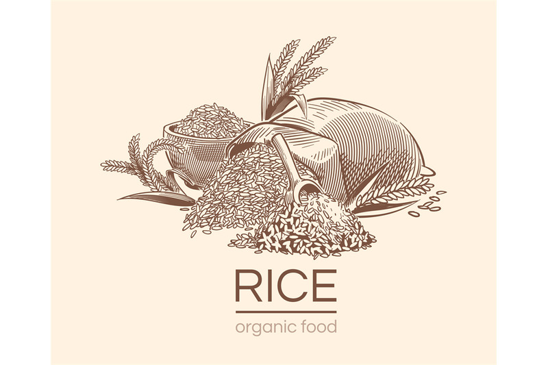 sketch-rice-background-agricultural-plant-vintage-hand-drawn-organic